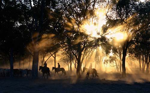 forest silhouette photography of horse riders on trees sunray