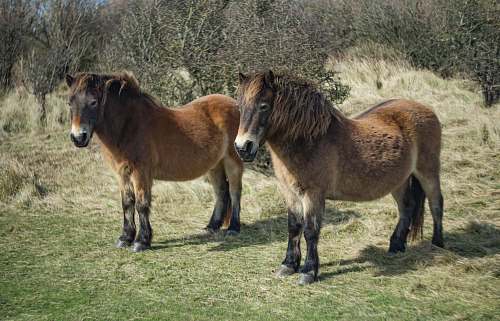 animal two brown horses on grass during day mammal