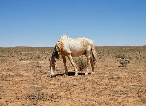 animal white and brown horse surrounded by brown soil and grass mammal