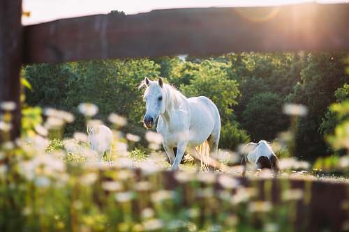 animal white hose on barn meadow