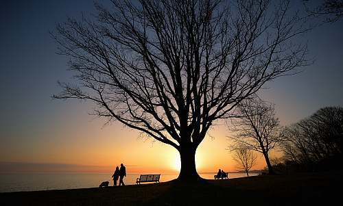 plant silhoette of bare tree tree