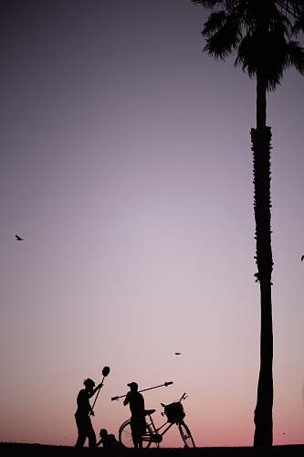 person silhouette photography of three people near bike and coconut tree bike