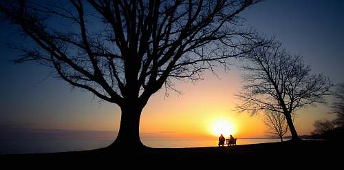plant two persons sitting on bench beside bare trees tree