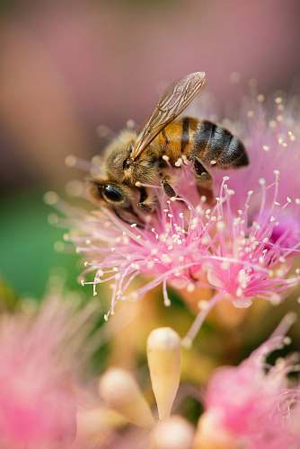 bee bee on a pink flower honey bee