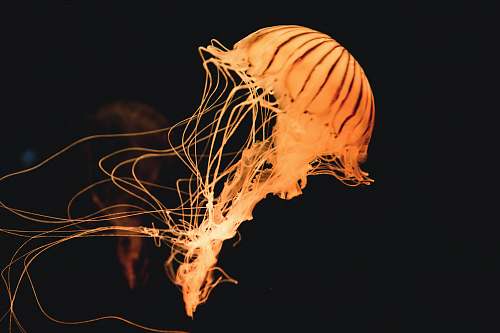 animal yellow jelly fish under water jellyfish