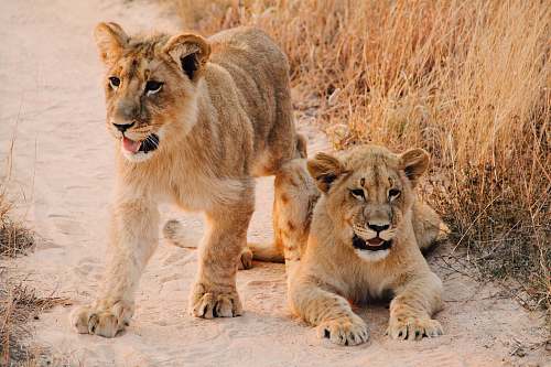 wildlife two lion cab on brown sand road between of dried grass during daytime animal