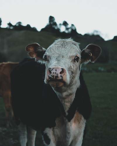 cattle black calf cow
