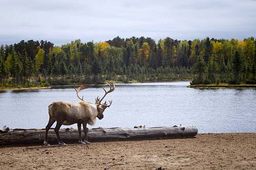 wildlife brown deer deer