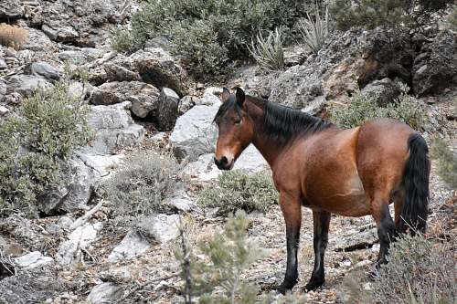 animal brown horse on hill horse
