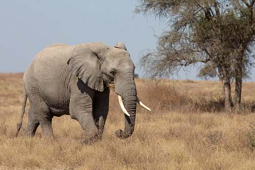 animal gray elephant near tree during day elephant