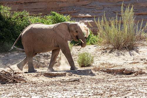 animal grey elephant wildlife