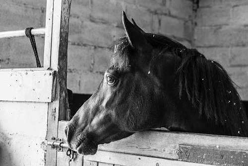 black-and-white horse inside cage horse