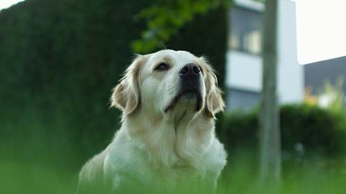 dog photo of white coated dog canine