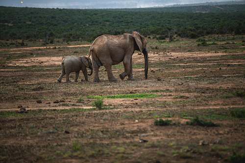 elephant two elephants walking on ground wildlife
