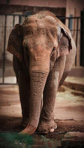 wildlife wildlife photography of gray elephant elephant