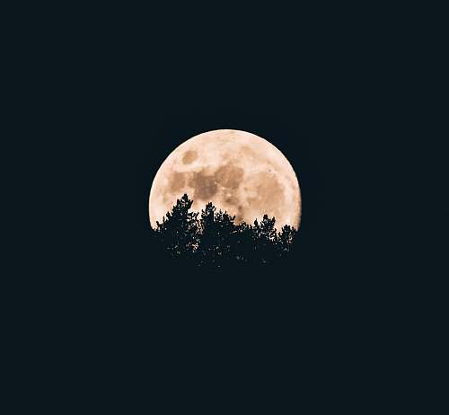 night full moon behind a tree silhouettes full moon