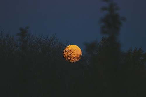 night green plants under full moon astronomy
