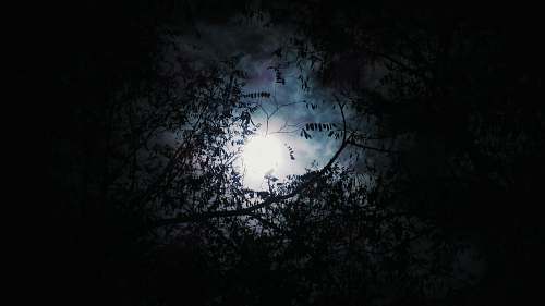 halloween silhouette of tree with full moon background dark