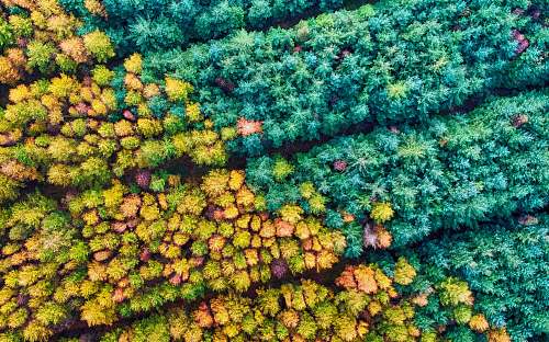 outdoors aerial photography of forest with trees sea