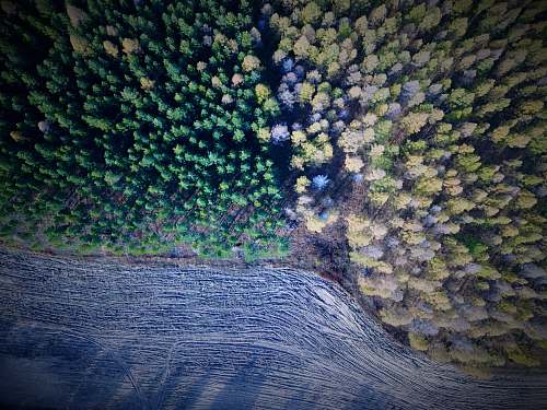 ocean aerial photography of green and brown trees during daytime outdoors