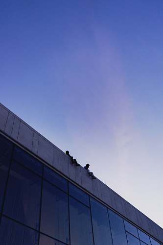 animal architectural photography of blue and gray building bird