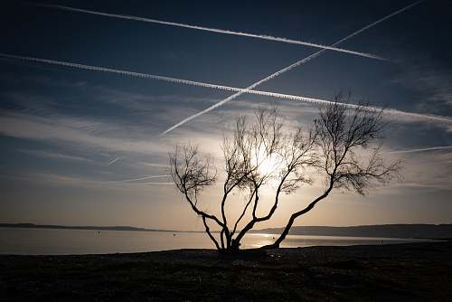 outdoors bare tree near body of water silhouette