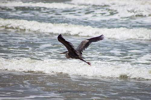 water bird flying on body of water ocean