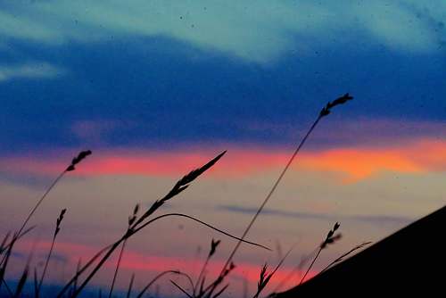 outdoors closeup photo of grass silhouette