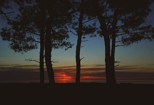 sky five trees sunset