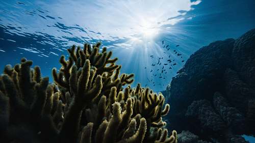 ocean green corals under water sea