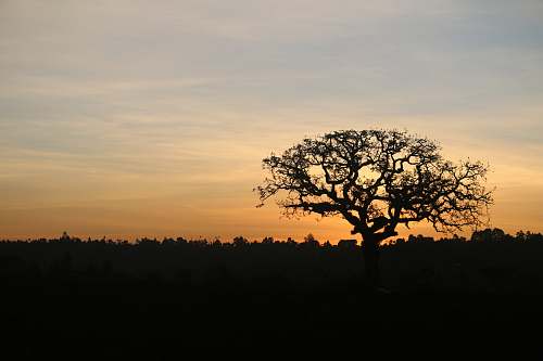 outdoors leafless tree dawn