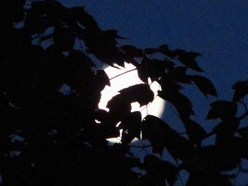 flare leaves under the moon during nighttime light