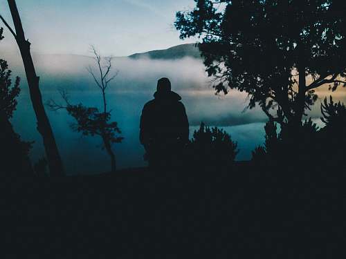 person man standing beside tree human