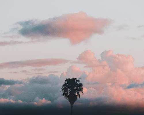 cloud palm tree and clouds scenery photography sky