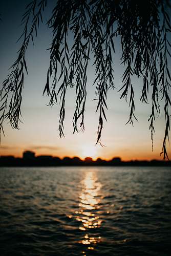 tree sea under clear blue sky plant