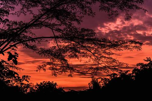 outdoors shallow focus photo of trees sky