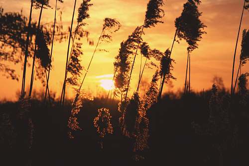 sunset shallow focus photography of plants during sunset sunrise