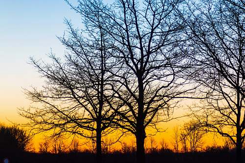 sky silhouette of bare trees during golden hour outdoors