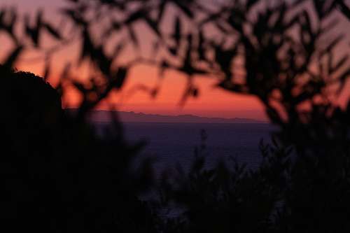 sunset silhouette of bushes during golden hour sky