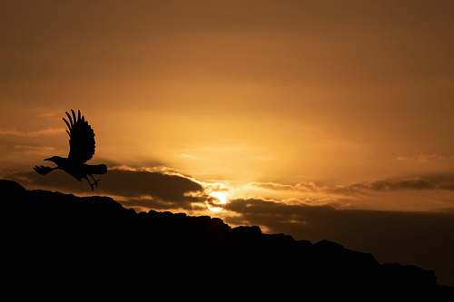 silhouette silhouette of flying bird during golden hour bird