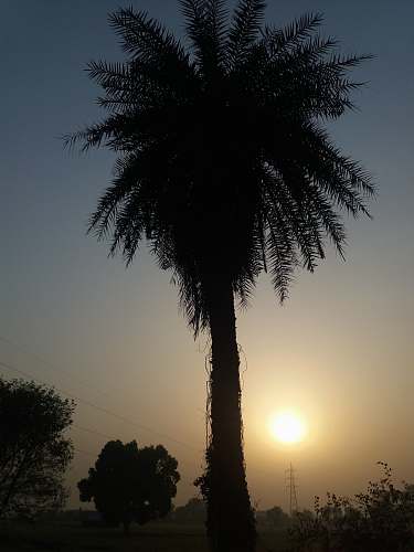 silhouette silhouette of palm tree outdoors