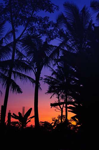 silhouette silhouette of palm trees during golden hour outdoors