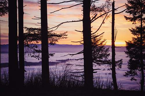 sky silhouette of pine trees sunset