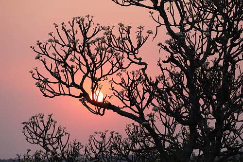 silhouette silhouette of tree during golden hour plant