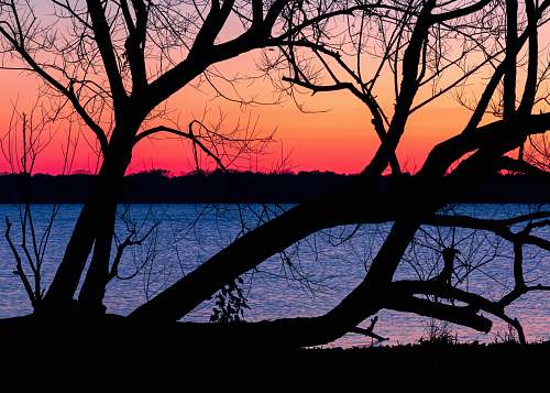 outdoors silhouette of tree near body of water during sunset dawn