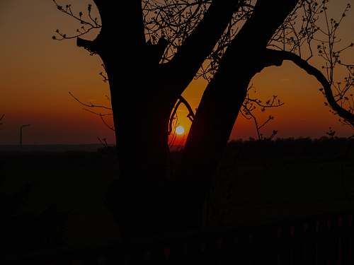 outdoors silhouette of tree sunlight