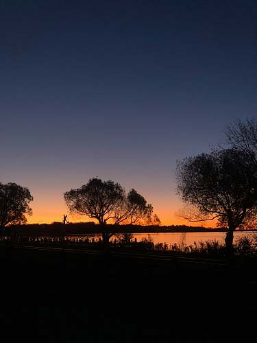 outdoors silhouette of trees near body of water dawn