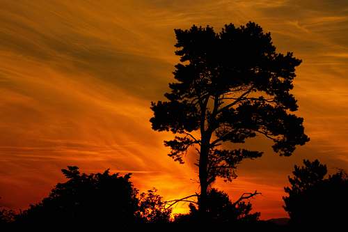sunset silhouette of trees under orange skies outdoors
