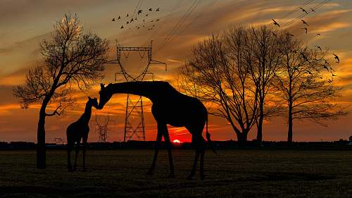 outdoors silhouette of two giraffes on ground under orange skies silhouette