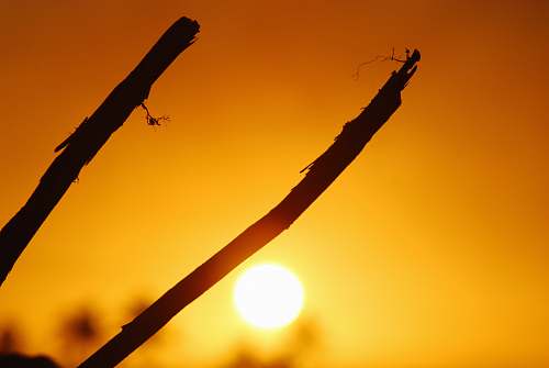 outdoors silhouette of two sticks sunlight